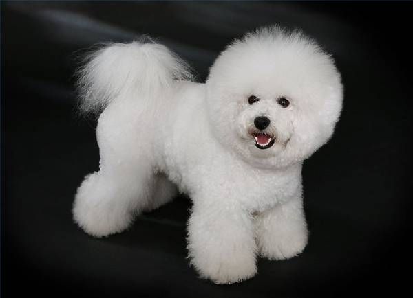 Bichon fries