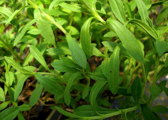 Dried herbs