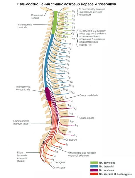 Ang spinal cord 