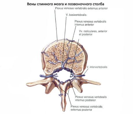 Ang spinal cord