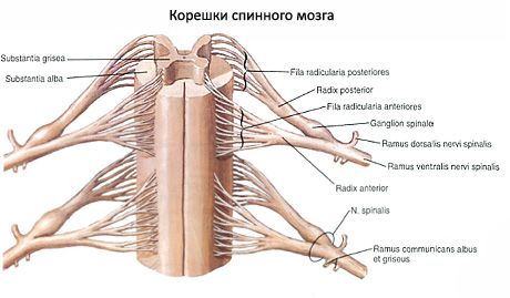 Ang spinal cord 