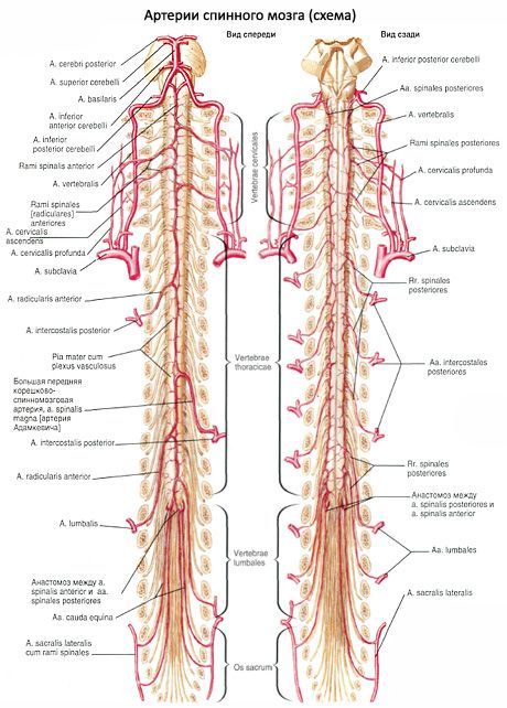 Ang spinal cord 