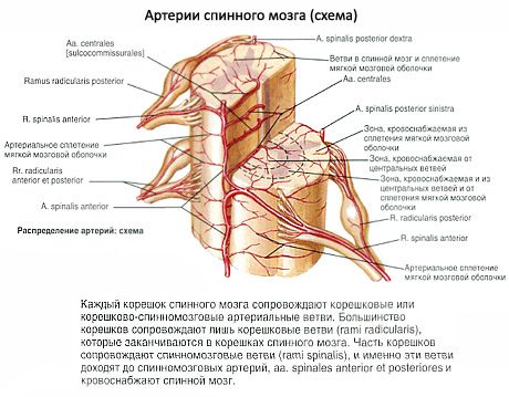 Ang spinal cord