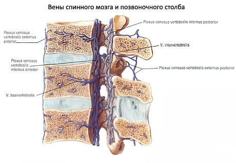 Ang spinal cord