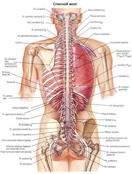 Ang spinal cord 