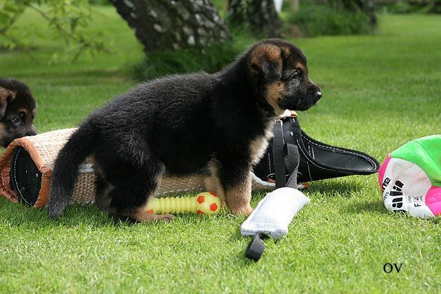 Ang isang aso ay kailangang maging socialized kahit na sa isang puppy