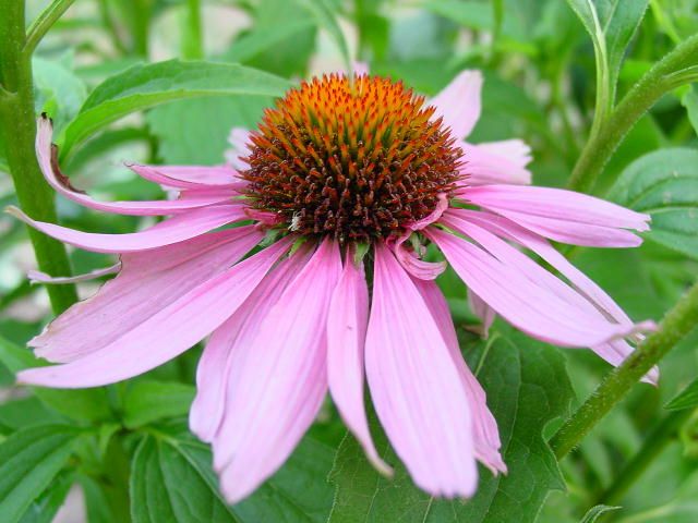 Ang Echinacea para sa sipon ay makakatulong, mapalakas ang kaligtasan sa sakit, at maaaring magkaroon ng anumang epekto sa katawan. 