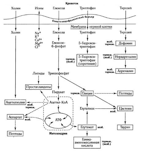 Ang mga paraan ng palitan ng metabolismo at ang papel na ginagampanan ng barrier ng dugo-utak sa metabolismo (sa: Shepherd, 1987)