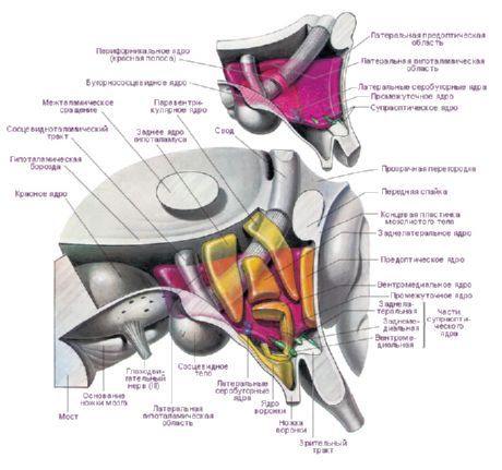 Lugar ng hypothalamus ng kaliwang hemisphere ng utak.  Pangunahing hypothalamic nuclei