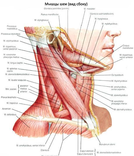 Ang breast-clavicular-mastoid na kalamnan (m. Sternocleidomastoideus)