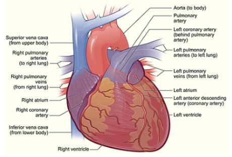 Ang mga gas na gas ay malinis na hinarangan ng mga arterya