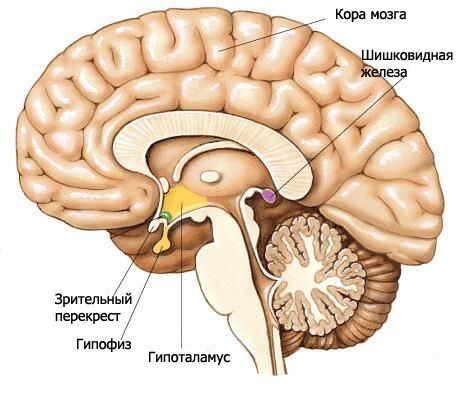 ang hypothalamus