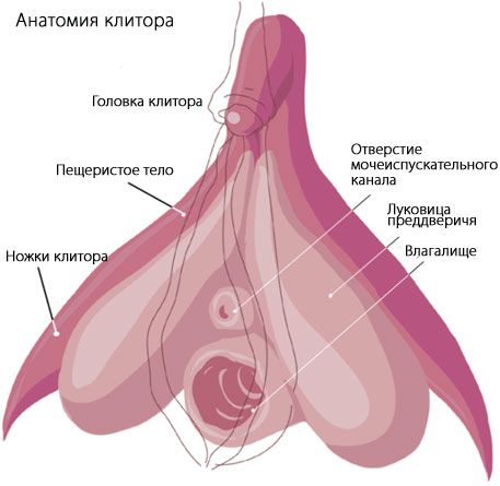 Anatomiya ng klitoris