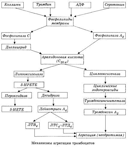 Ang unang yugto ng hemocoagulation at ang mekanismo ng lokal na homeostasis sa hemocoagulation