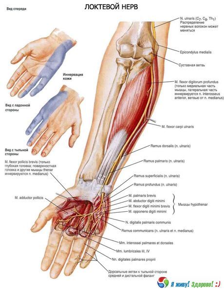 Ang ulnar nerve