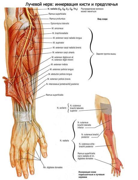 Radial nerve