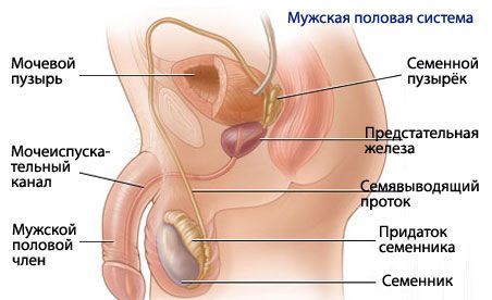 Anatomya at pisyolohiya ng lalaki na reproduktibong sistema