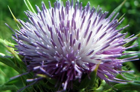 Marjin thistle 