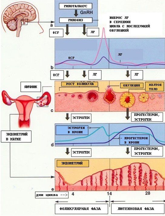 Buwanang paikot na pagbabago sa reproductive system ng isang babae