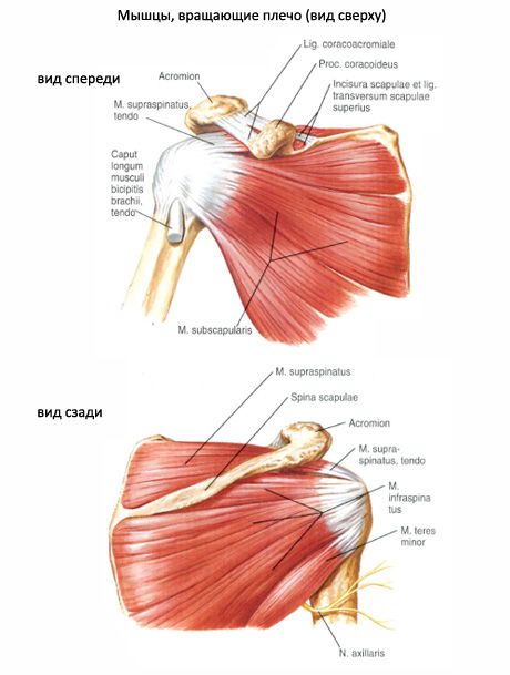 Muscular at subacute muscles