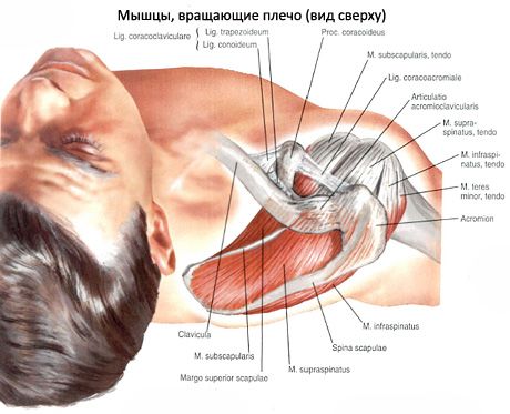 Muscular at subacute muscles