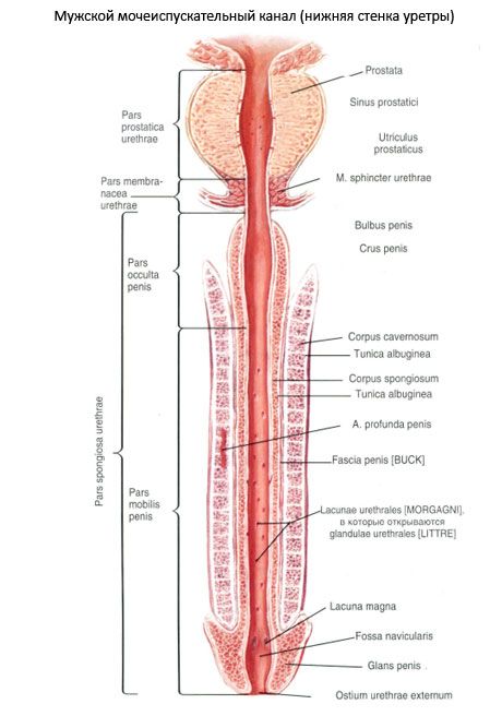 Lalaki urethra, male urethra