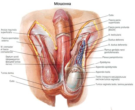 Testicle at scrotum