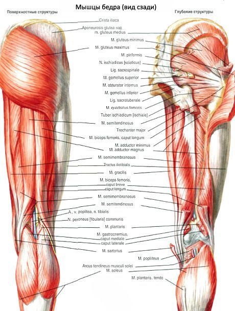 Mga kalamnan ng pelvis (mga kalamnan ng pelvic girdle)