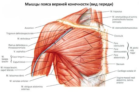 Deltoid na kalamnan