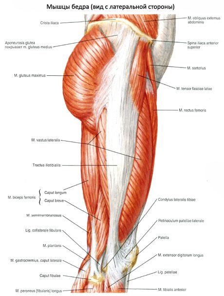 Mga kalamnan ng pelvis (mga kalamnan ng pelvic girdle)