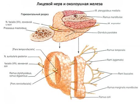 Parotid salivary glandula