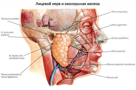 Parotid salivary glandula