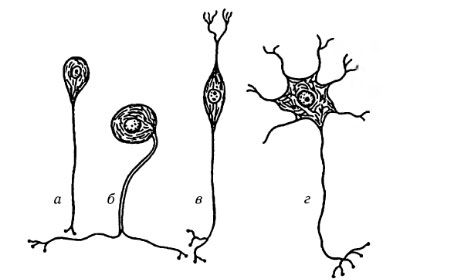 Mga uri ng mga cell ng nerve