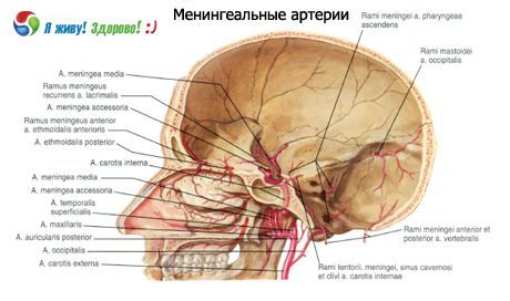 Meningeal arteries