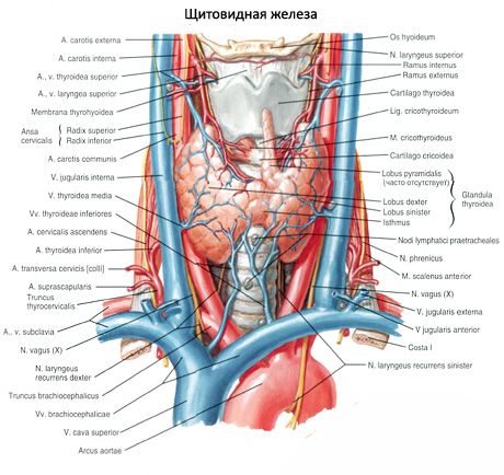 Mga glands ng parathyroid