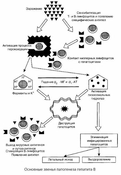 Ang pathogenesis ng hepatitis B