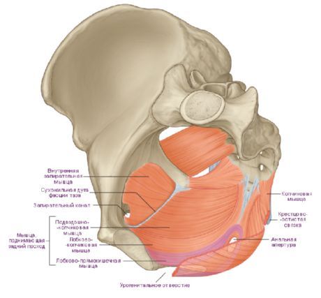 Mga kalamnan ng dayapragm ng pelvis