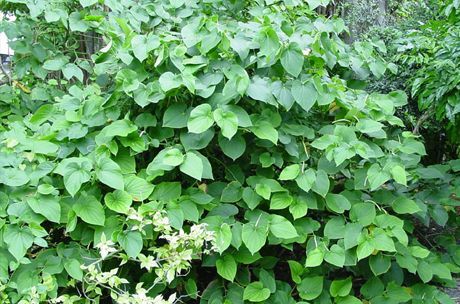 Ang Cava ay ginawa mula sa root ng bush (Piper methysticum)
