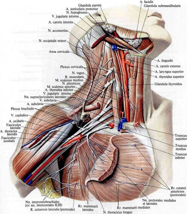 Brachial plexus