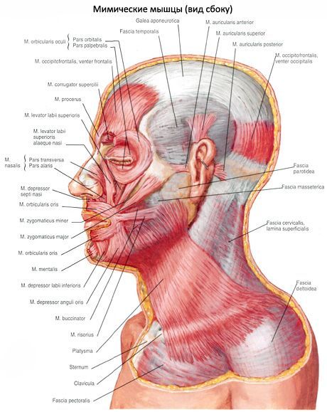 Ang subcutaneous na kalamnan ng leeg (platysma)