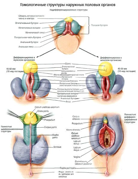 Homologo na mga istraktura ng mga panlabas na genital organ