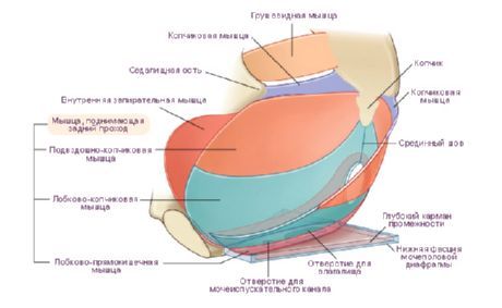 Ang ilalim ng pelvis