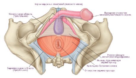 Ang perineum sa isang lalaki