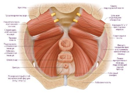 Mga kalamnan ng babaeng pelvis