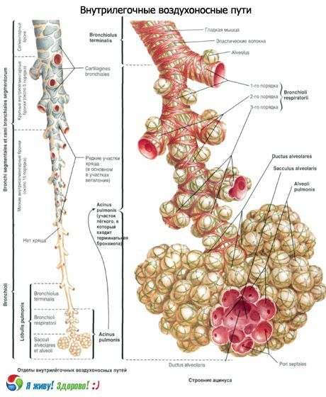 Bronchi.  Ang sistema ng paghinga ng bronchi