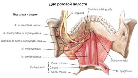 Ang submandibular salivary glandula 