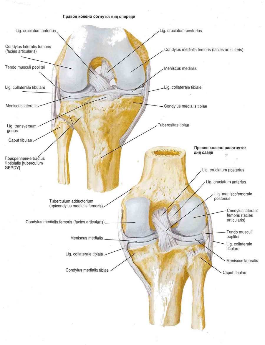 Knee joint joint ligaments