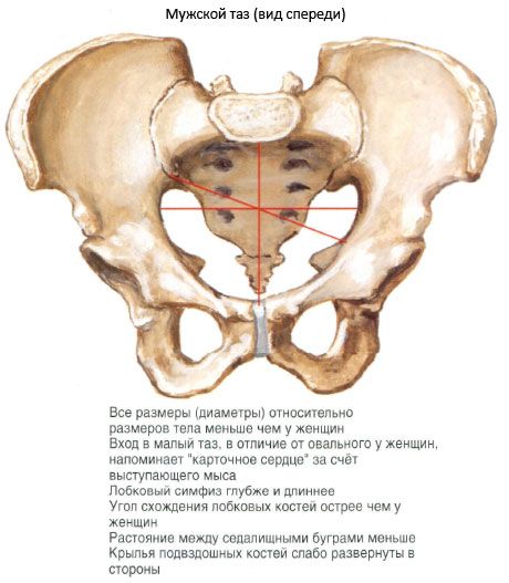 Ang pelvis bilang isang buo