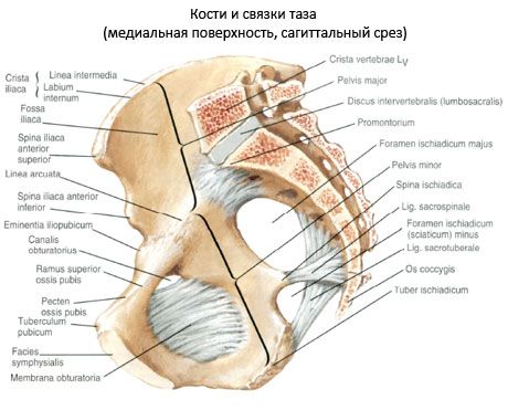 Pelvic bone