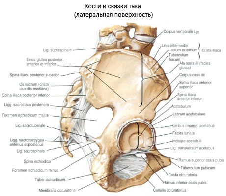 Pelvic bone